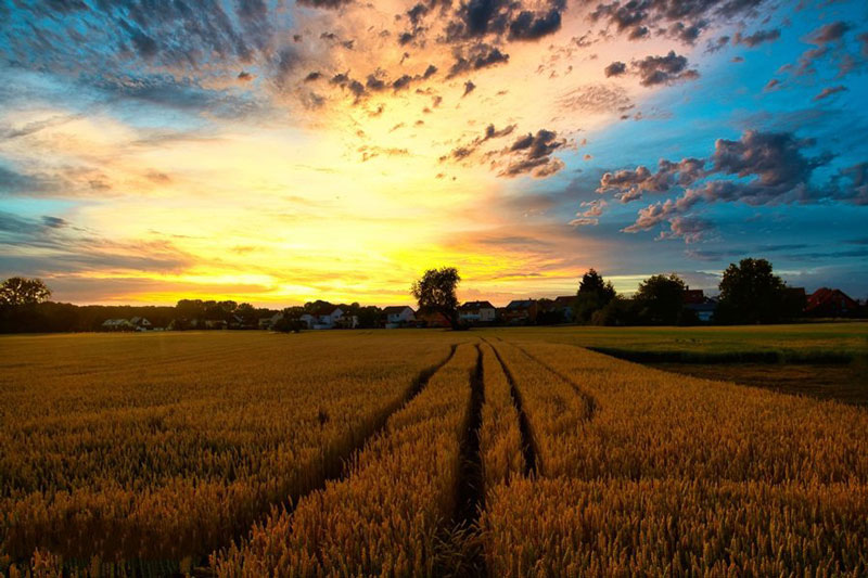 解讀農用地標準風(fēng)險管控