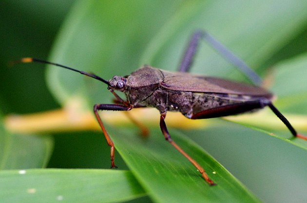 九香蟲(chóng)是什么？在農村很常見(jiàn)