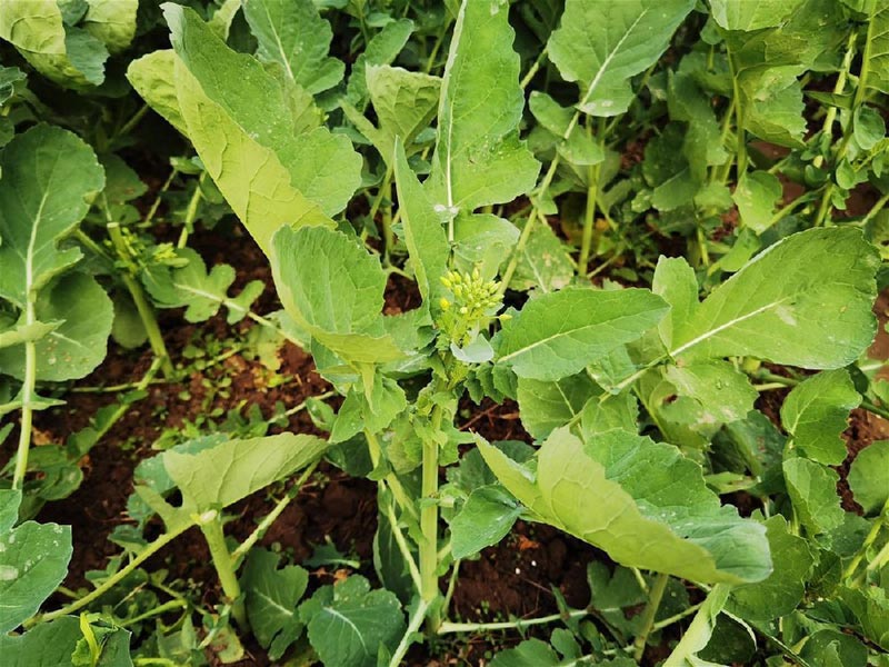 #富硒油菜薹實(shí)現量產(chǎn)#什么情況？